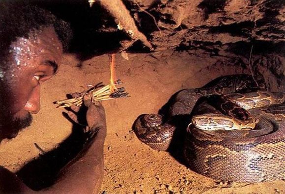 Snake noodling