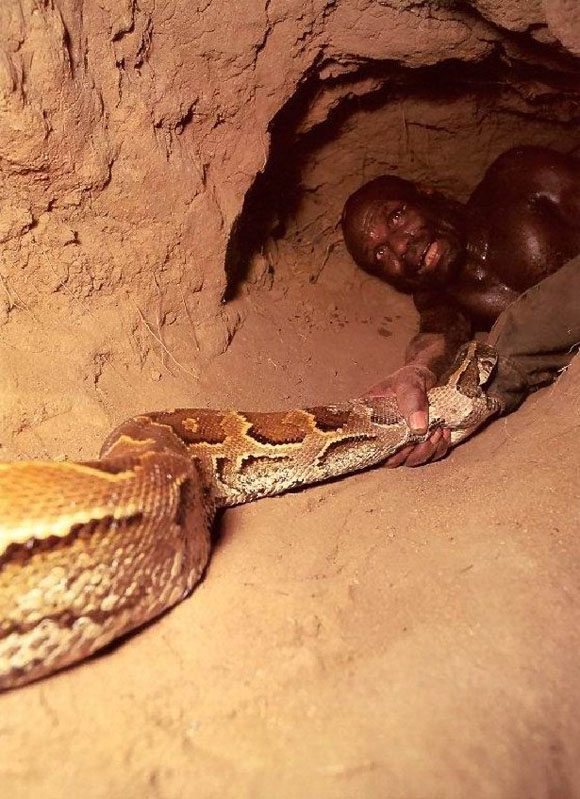 Snake noodling