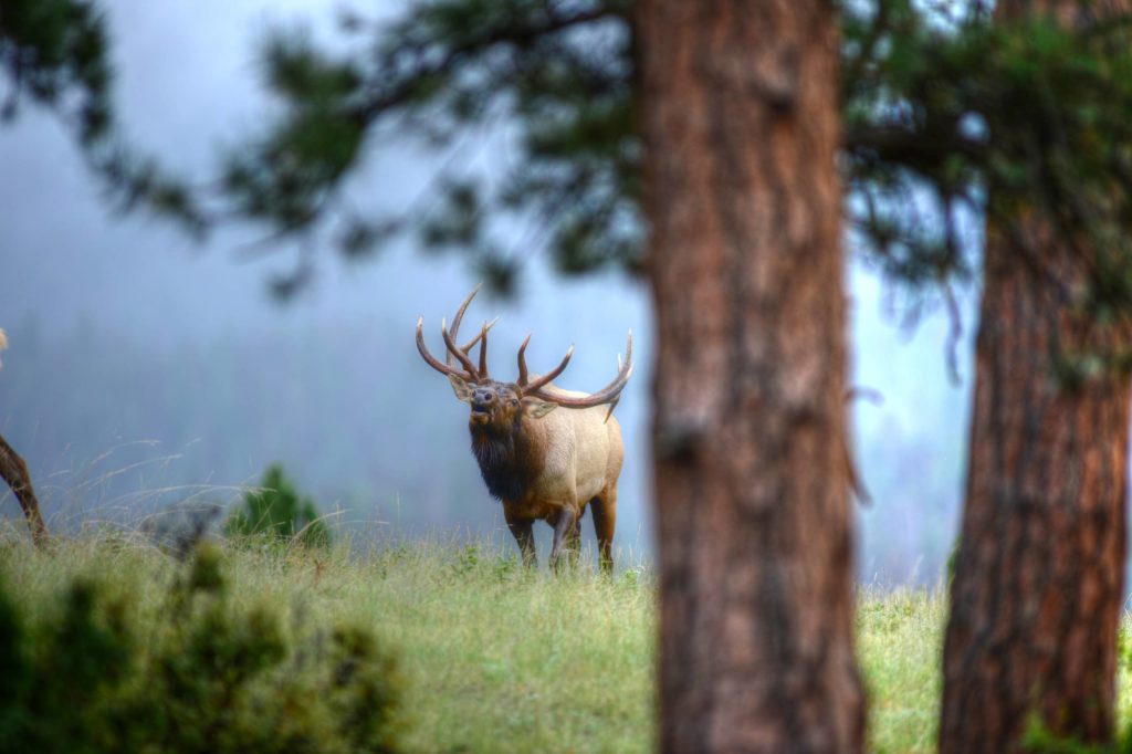 Elk Bugling