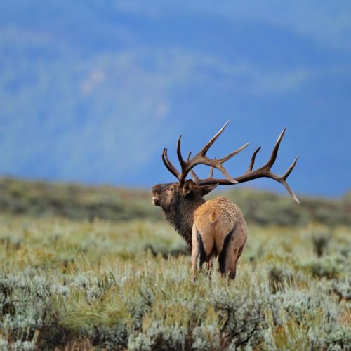 Bull elk bugling