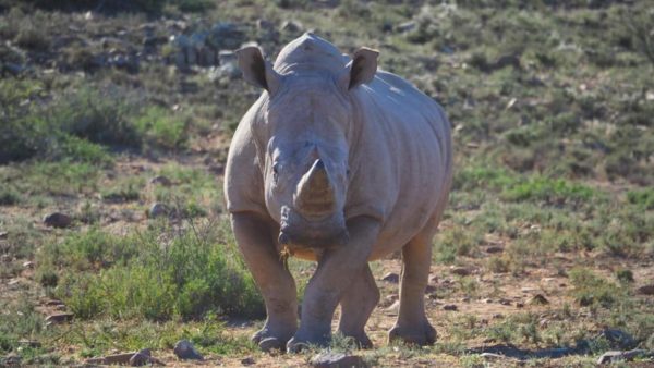 rhino
