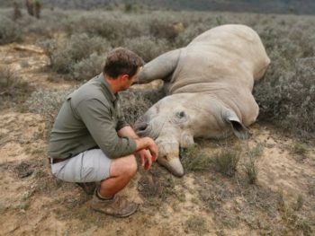 Rhino
