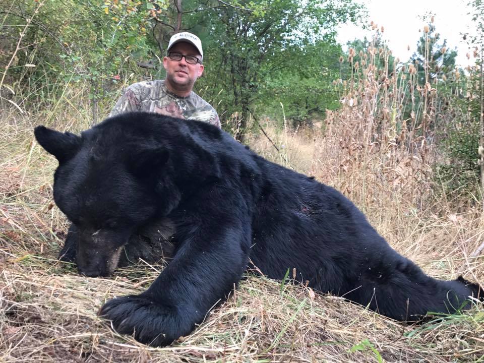 A great Idaho black bear taken by a hunter with Whiskey Mountain Outfitters