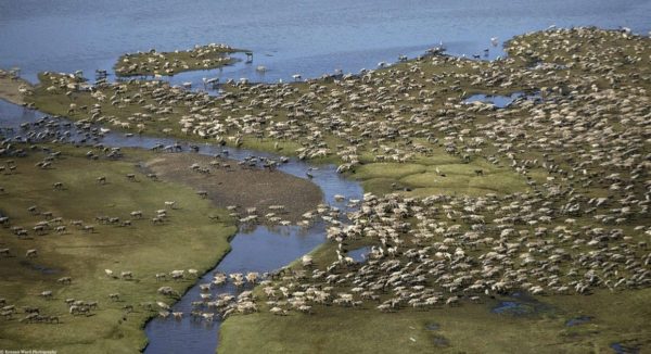 Arctic Air unguided caribou hunt