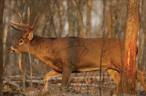 B/C Target Eze-Scorer 23"x35" Whitetail Deer 2 Targets