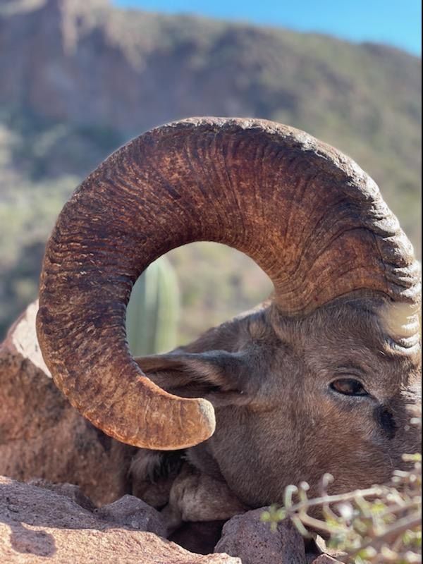 Mexico Desert Sheep CO2 1