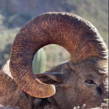 Mexico Desert Sheep CO2 1