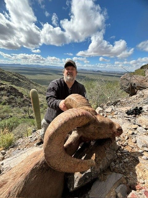 Mexico Desert Bighorn CO Juart s Sheep