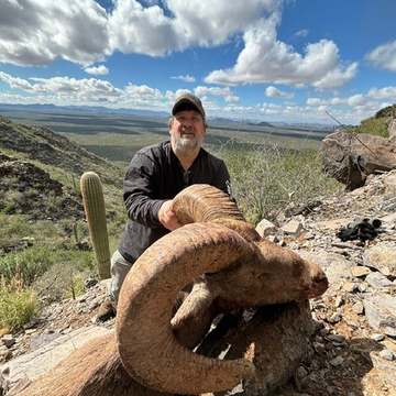 Mexico Desert Bighorn CO Juart s Sheep