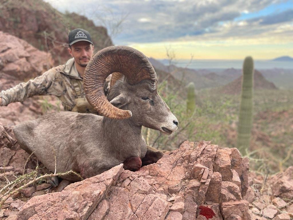 Mexico Desert Sheep CO2 2