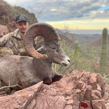 Mexico Desert Sheep CO2 2