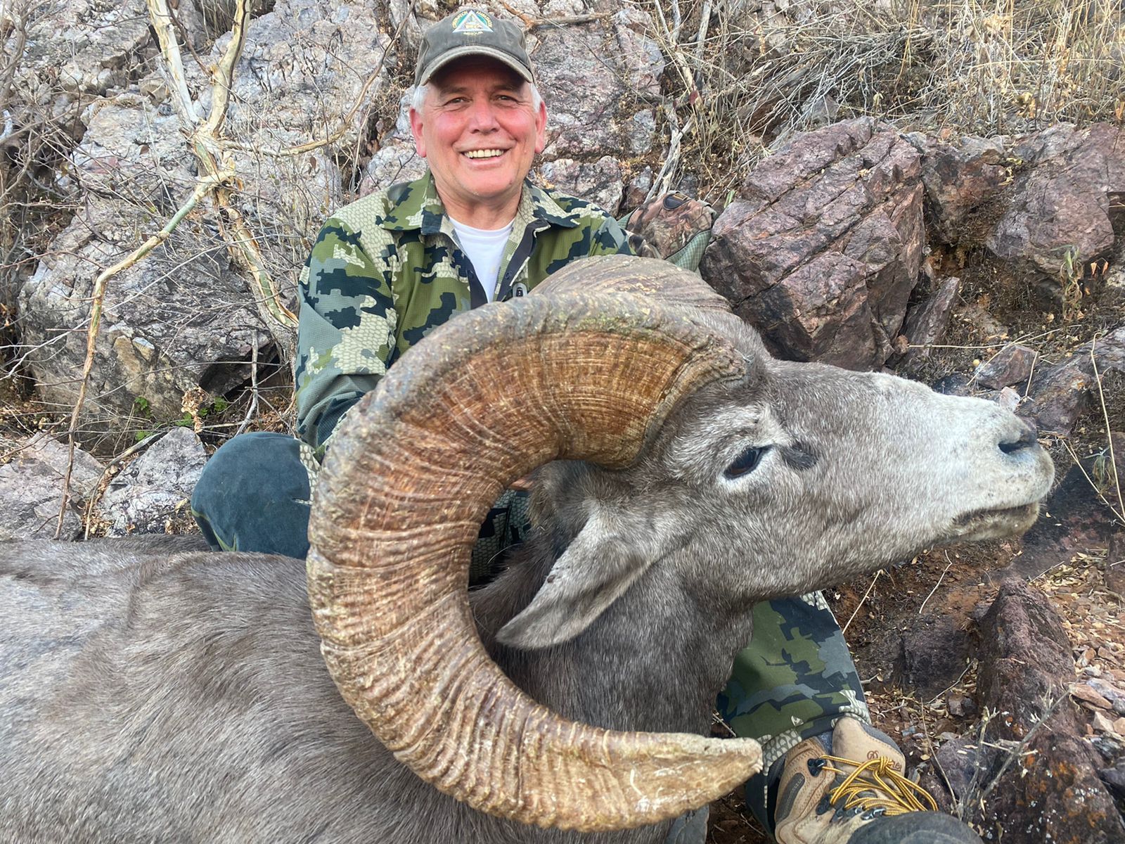 Mexico Desert Sheep CO2