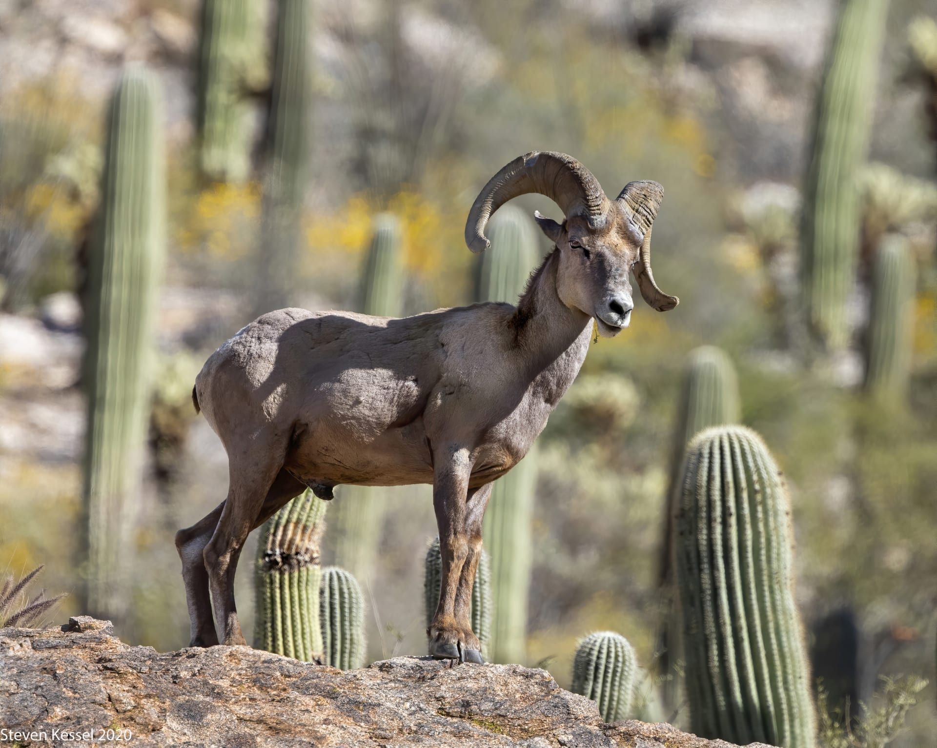 Desert Bighorn Sheep scaled