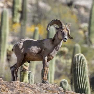 Desert Bighorn Sheep scaled