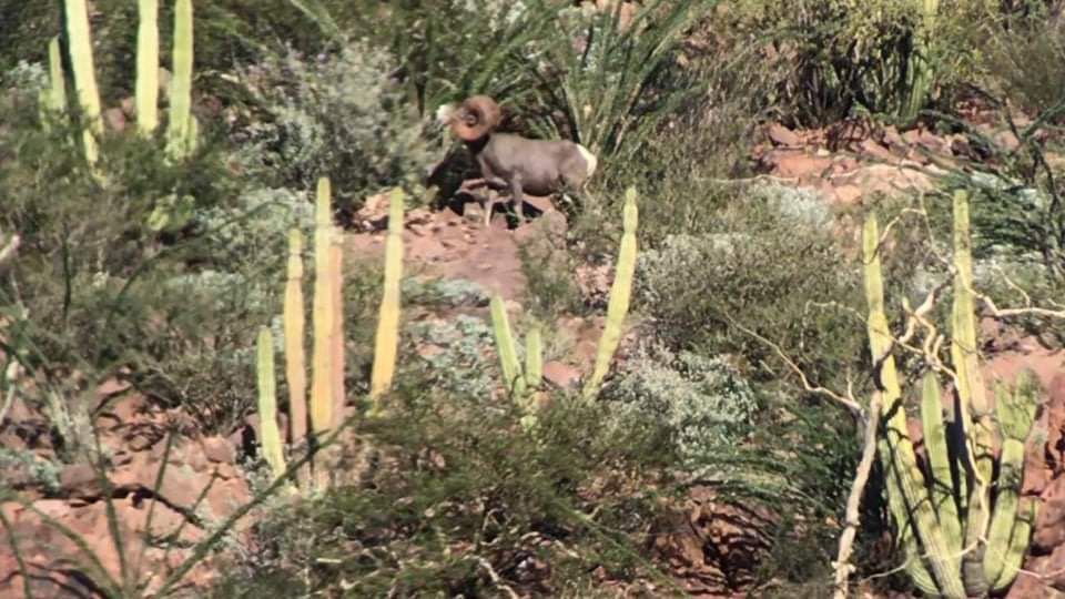 Ram desert bighorn sheep standing on rocky desert slope among cacti and scrub.