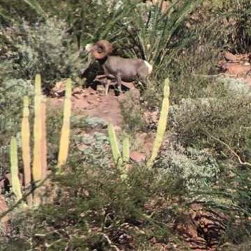 Ram desert bighorn sheep standing on rocky desert slope among cacti and scrub.